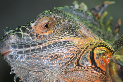 Green horned iguana face close up 