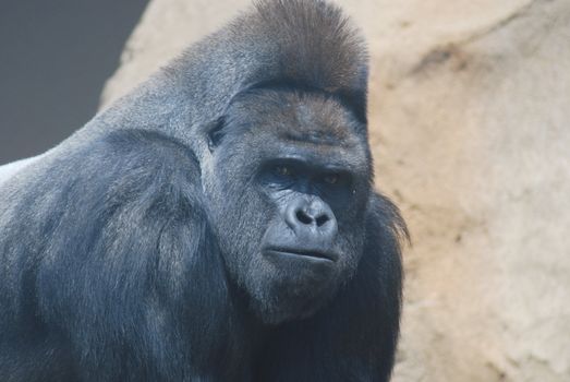 close-up of a big black hairy gorilla 