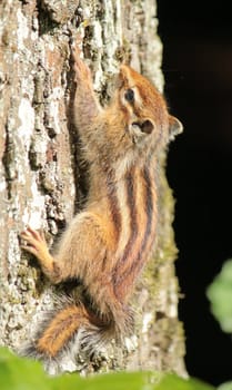 Brown chipmunk climbing a trunk in the nature