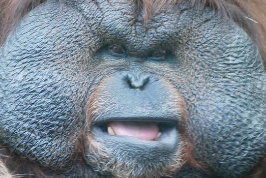 close-up of a huge male orangutan
