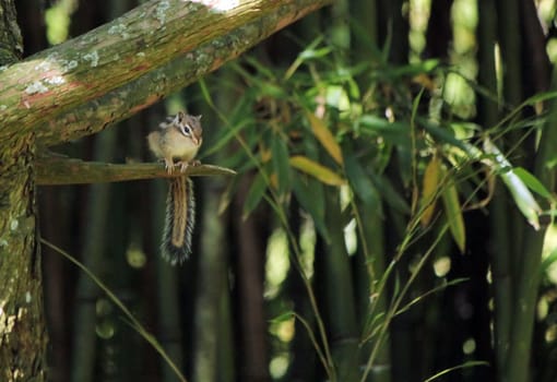 Quiet brown chipmunk standing on a small branch of a tree in the nature