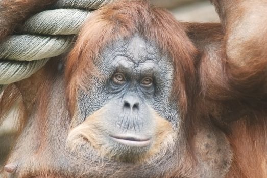 close-up of a huge female orangutan  