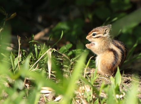Brown chipmunk standing on the ground in the nature
