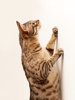 Cute bengal cat scratching a wall and reaching up for an invisible object