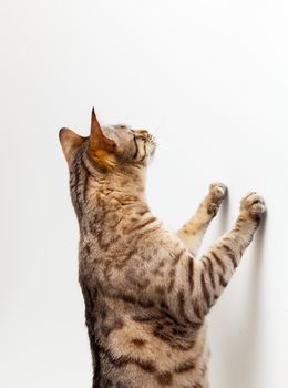 Cute bengal cat scratching a wall and reaching up for an invisible object