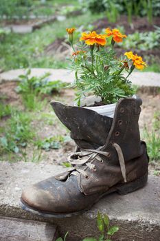 Old tattered shoe used in garden design