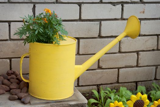 Old watering can used in garden design