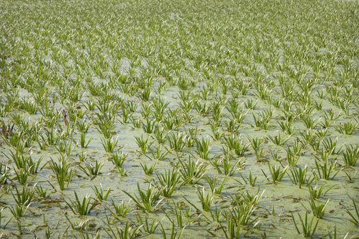 The grass has grown on a small swampy lake