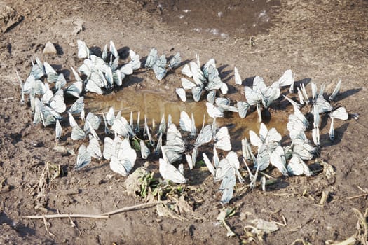 The accumulation of butterflies puddle on the road