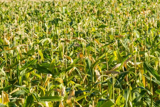 Slightly top down view of stalks of corn during summer. Can be used for agriculture, ethanol, or alcohol production.