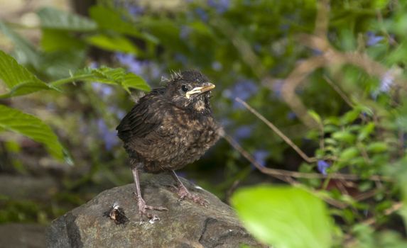 young blackbird in nature  waiting for food