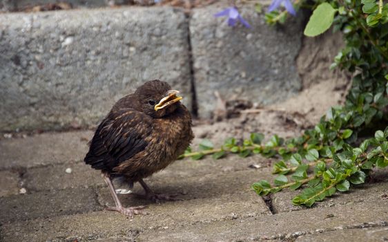 young blackbird in nature  waiting for food