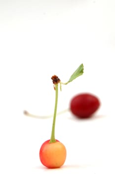 cherry