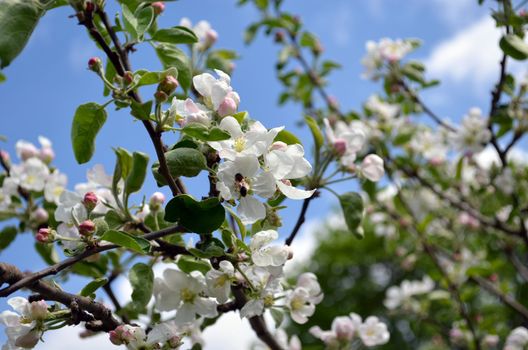 Blooming branches apple tree and bee collecting nectar closeup. Amazing spring view.