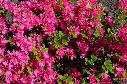 Background of red pink rhododendron rosebay close up vivid bright blooms in spring.