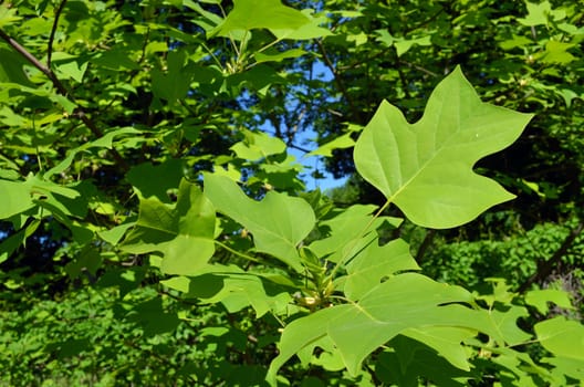 Beautiful shape decorative maple tree green leaves closeup.