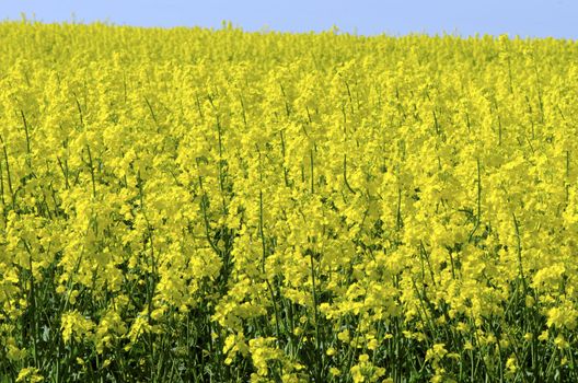 Background of vivid agricultural rapeseed field. Details of yellow beautiful plant blooms.