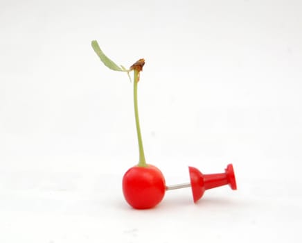 cherry