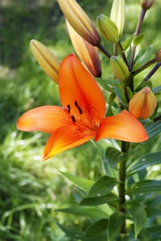 Orange lily over summer green grass background