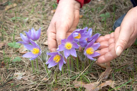 Spring flowers and the hand of the old woman