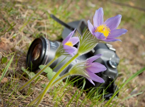 Spring flower and camera on a forest glade