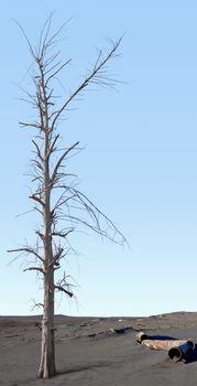 Dead tree in the area of ​​environmental disaster