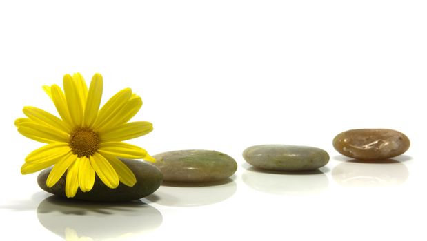 stones isolated on white with yellow flower