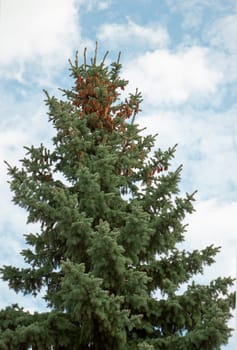 The high green tree with cones on top