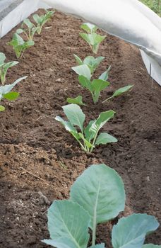 Seedlings of cabbage is covered with a cloth