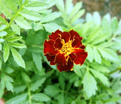 Beautiful decorative flower of the red colour