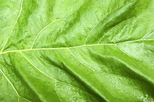  Green sheet of the plant after rain