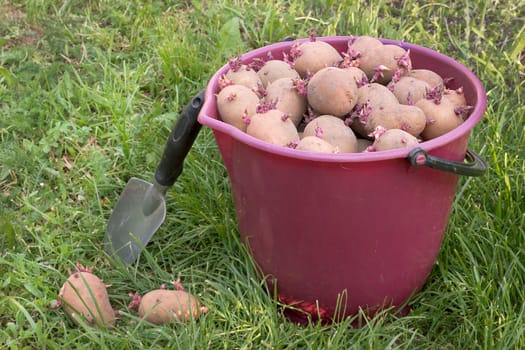 A lot of seed potatoes in a red bucket