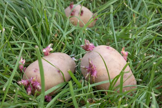 Three strongly sprouted potatoes on a grass