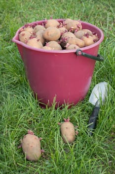 A lot of seed potatoes in a  bucket