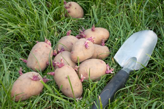 Seed potatoes and scoop lay on the grass