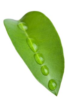 leaf with water drops isolated