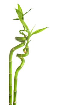 bamboo isolated
