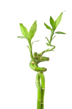 bamboo isolated
