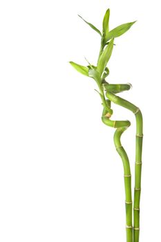 bamboo isolated