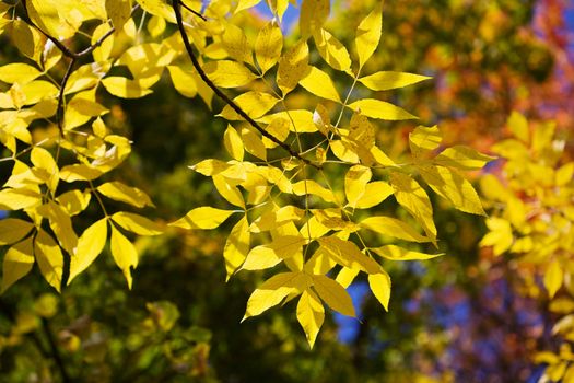 autumn leaves 