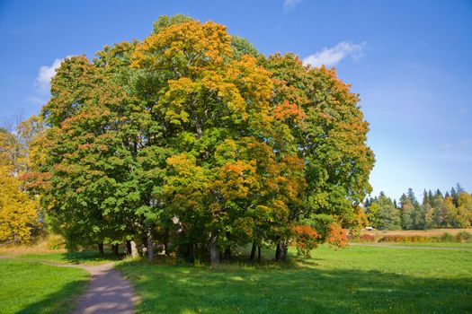 maple trees in autumn