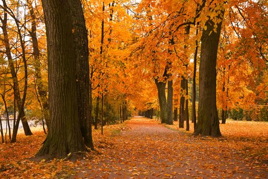 golden trees in the park 