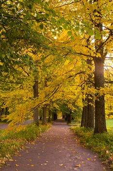 autumn alley in the park