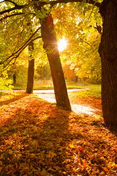 colorful autumn trees in the park