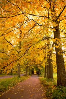 colorful autumn trees in the park 