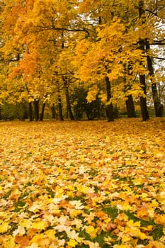 autumn trees