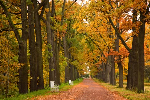 colorful autumn trees in the park