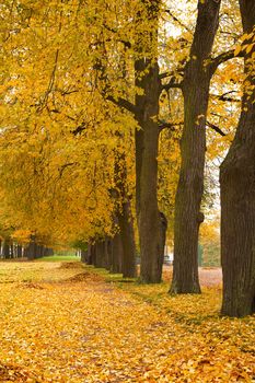colorful autumn trees in the park