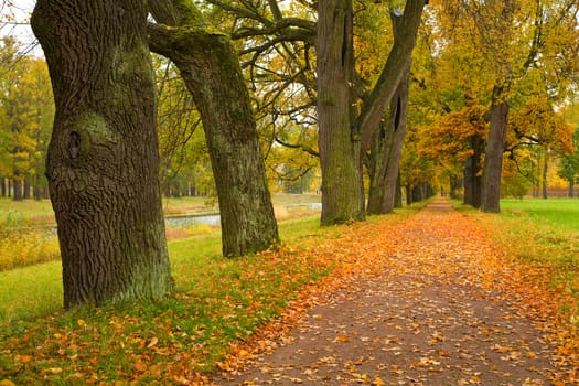 colorful autumn trees in the park
