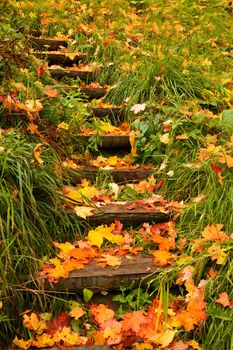 steps into autumn 